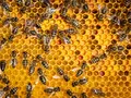 hefes bienenwelt in Freiberg hefes bienenwelt in Freiberg